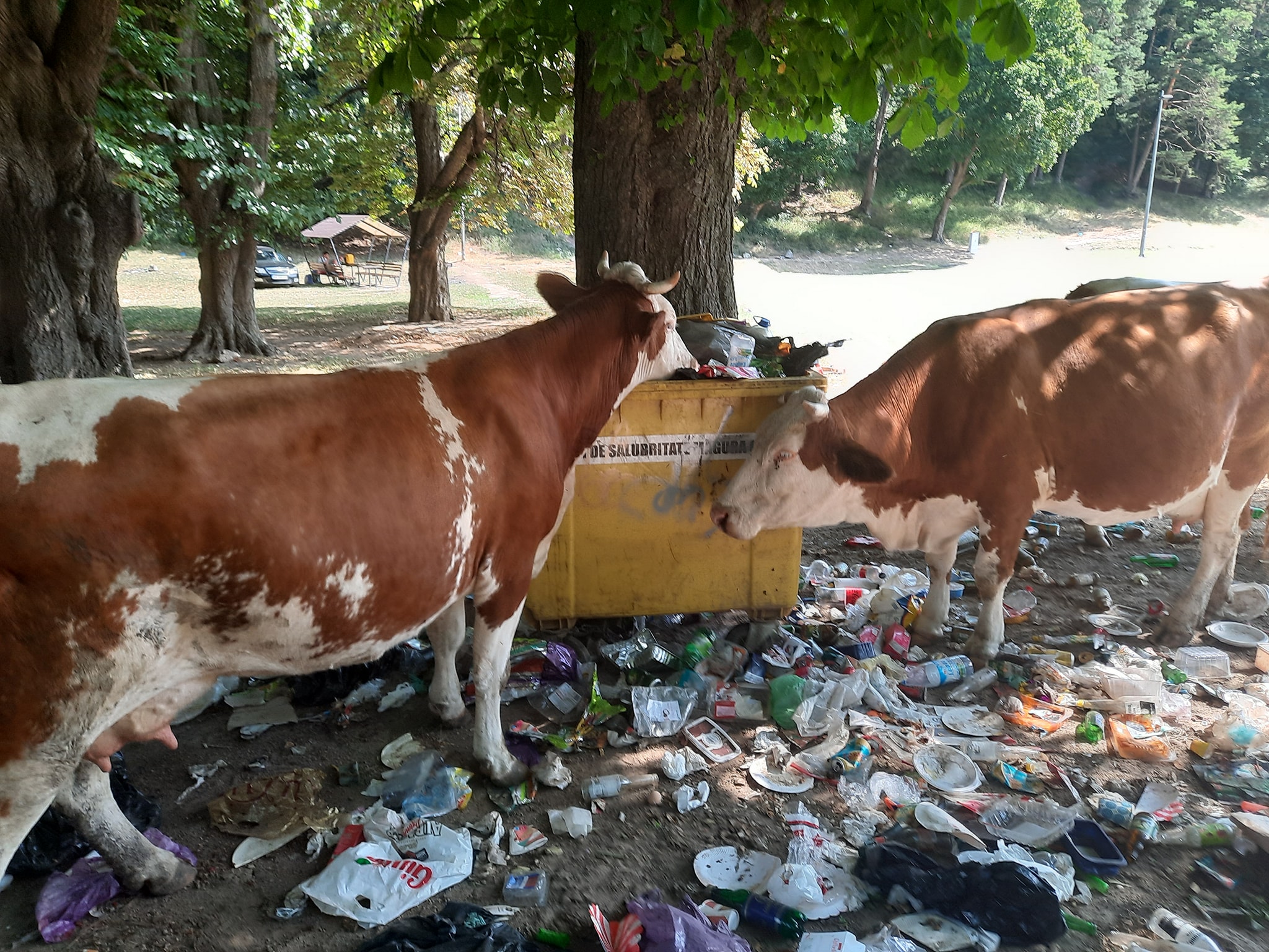 Viorel Patrichi: E mai aproape cămașa decât Kievul! Vacile pot mânca pungi de plastic sau cereale din Ucraina, fără certificat de sănătate veterinară. Cerealele din Ucraina – un pericol pentru fermele de animale. Sunt pline de microtoxine, de aflatoxină | ActiveNews