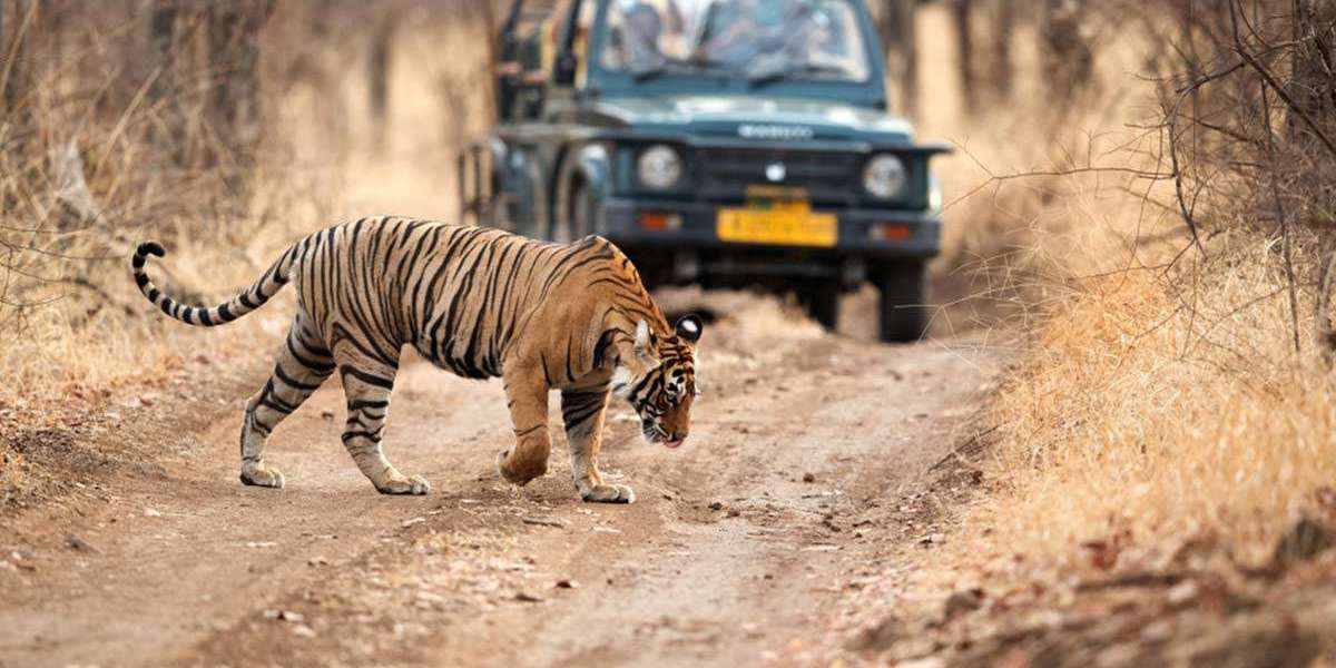 What are the odds of seeing a tiger in Jim Corbett Safari?
