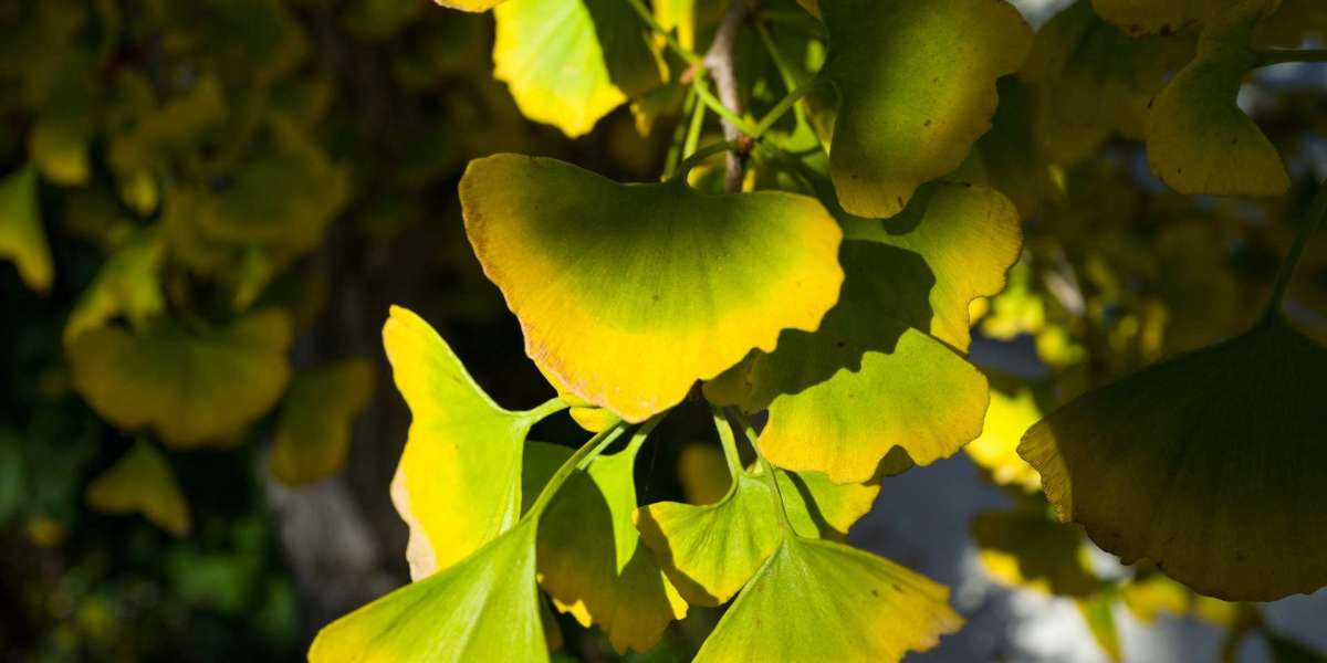 Erfolgsgeschichten aus dem echten Leben: Männer, die ihre erektile Dysfunktion mit Ginkgo biloba verbessert haben