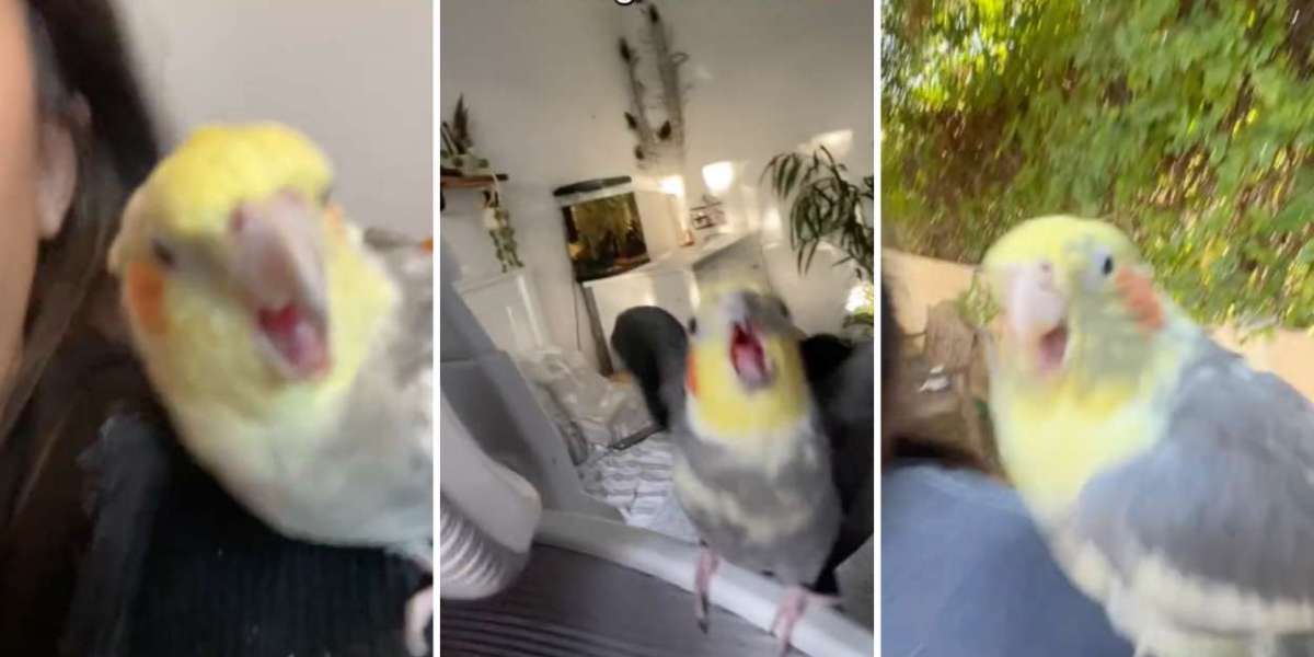 Cockatiels Go Viral: 17.7M Views on TikTok Trend!