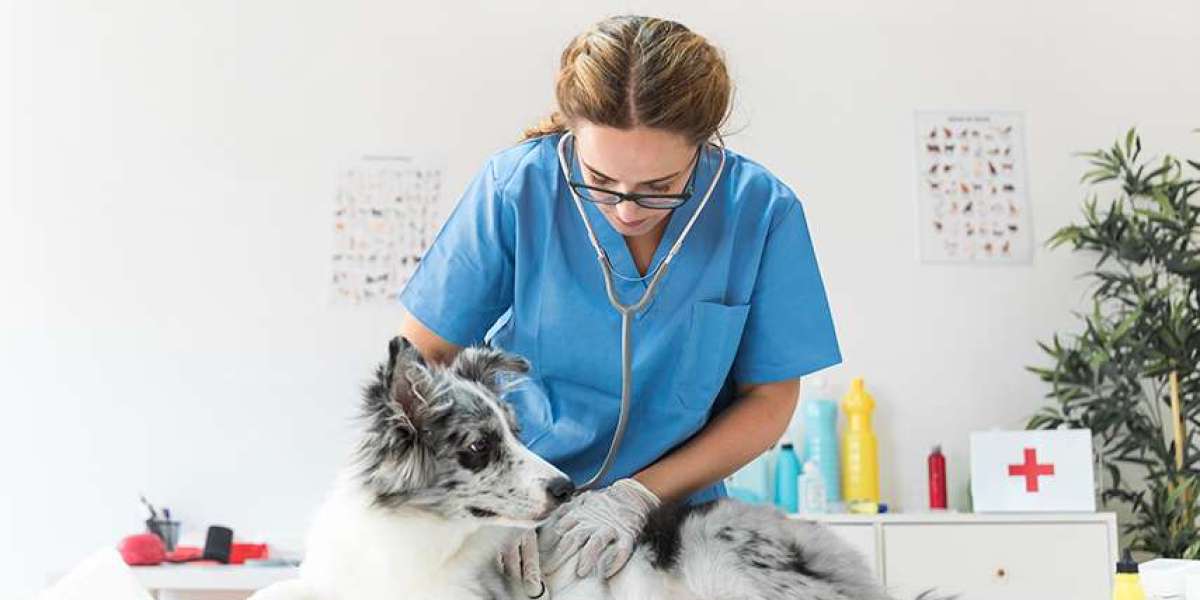 Veterinários em Alta: Onde Eles São Mais Bem Remunerados?