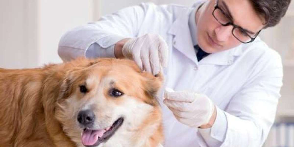 Identificando a Erliquiose em Cães: A Importância dos Exames Laboratoriais