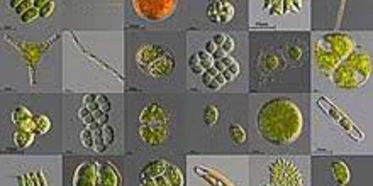 Microalgae Market Overview 2030: Trends, Challenges, and Opportunities