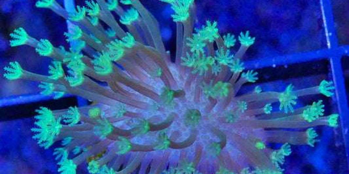 Dazzling Palythoa Variants: A Rainbow of Hues in Your Coral Colony