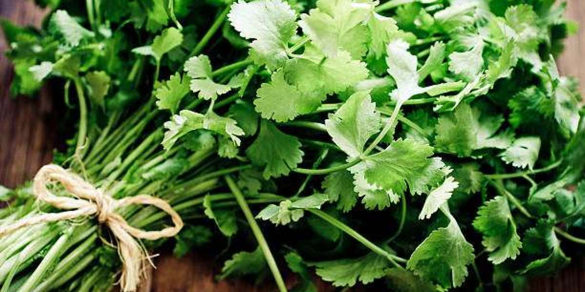 Coriander Secrets: A Culinary and Medicinal Powerhouse