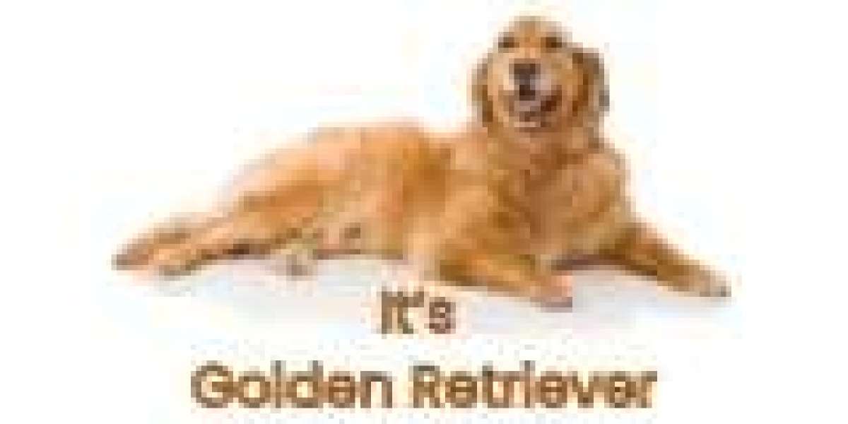 Best Female Dog Names for Golden Retrievers