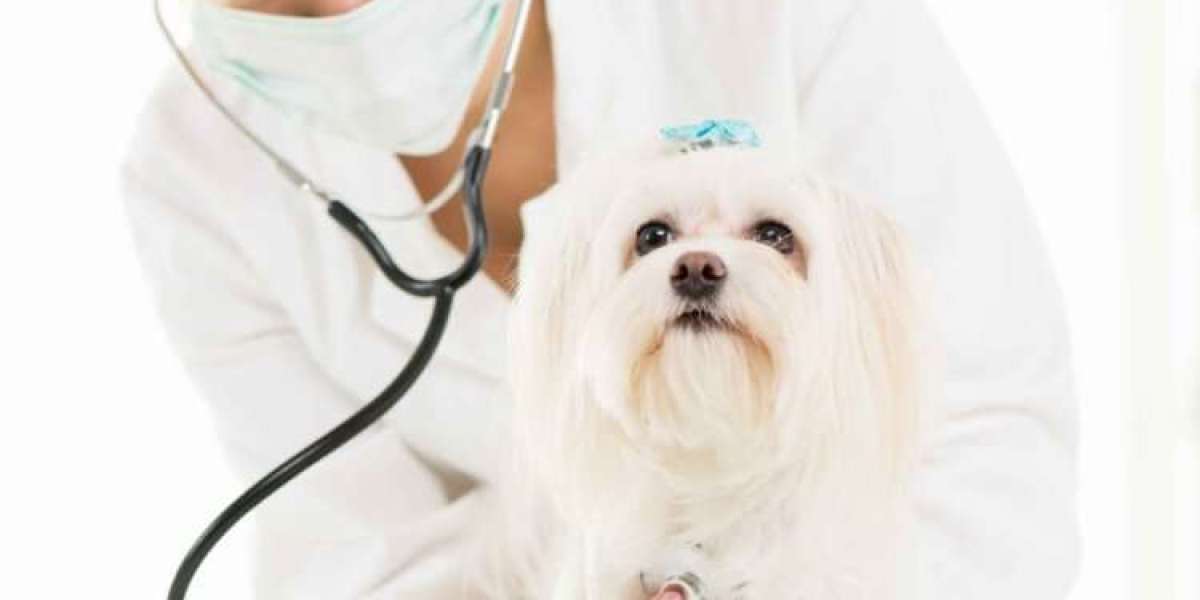 Unlocking Benefits of Animal Acupuncture: A Path to Your Pet’s Wellness