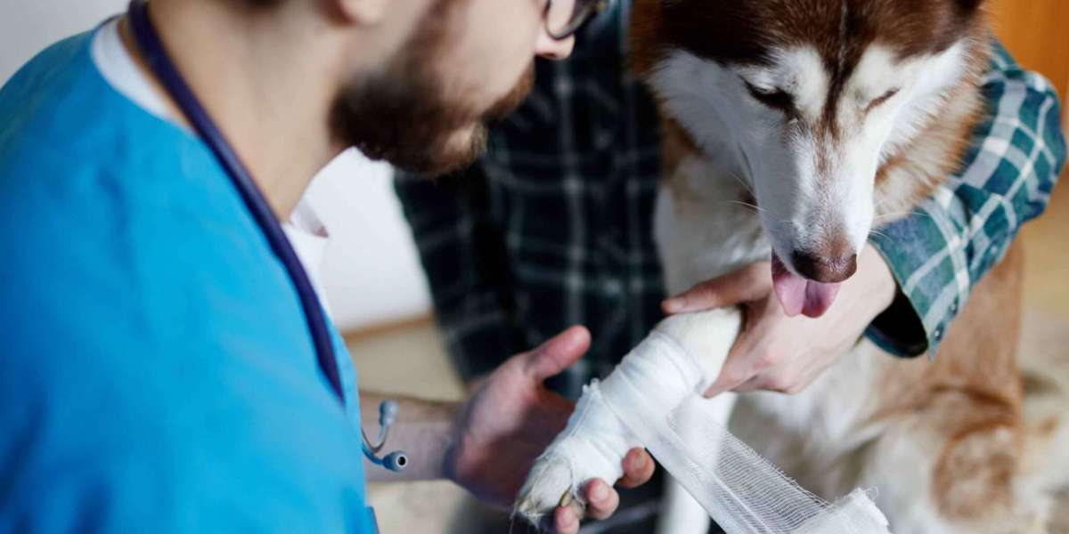 Fractures, Seizures & More: Why an Emergency Veterinarian Service Is Crucial for Pets