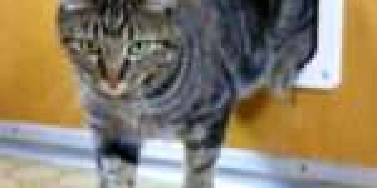 The Most Pervasive Issues With Cat Door Assembly
