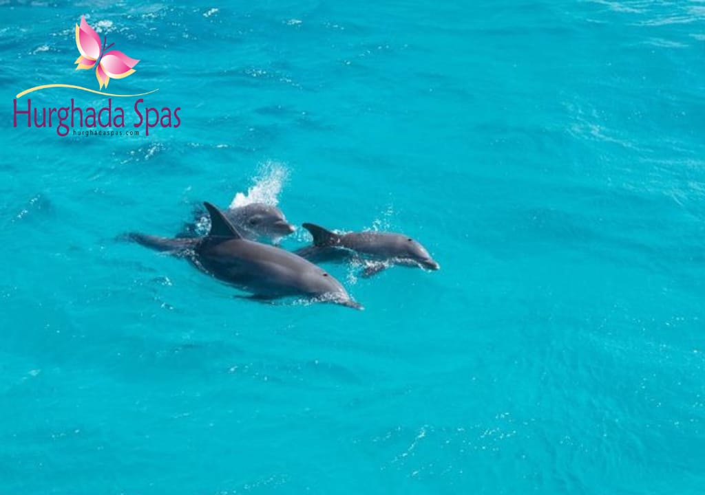 Dolphins of the Red Sea - Hurghada Spas