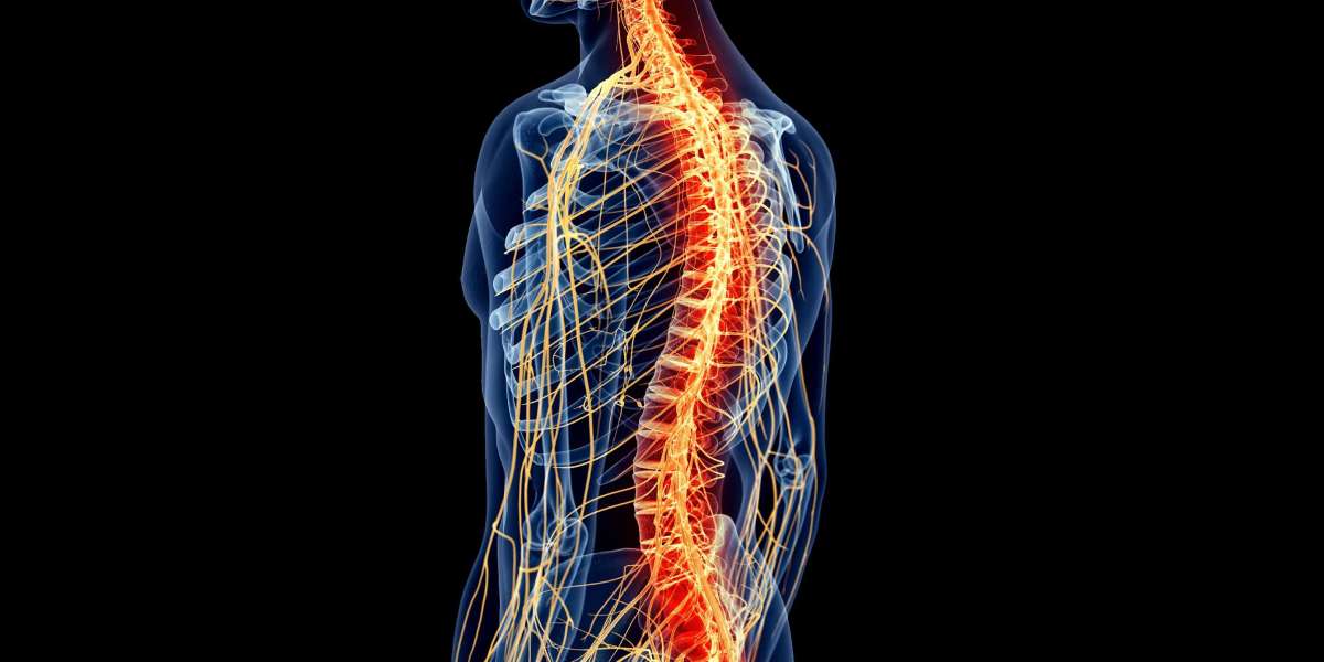 The Anatomy of the Spine: Understanding Injury Impact