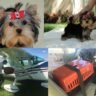 Cachorros en adopción-2 meses