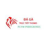 Đá Gà Trực Tiếp Thomo