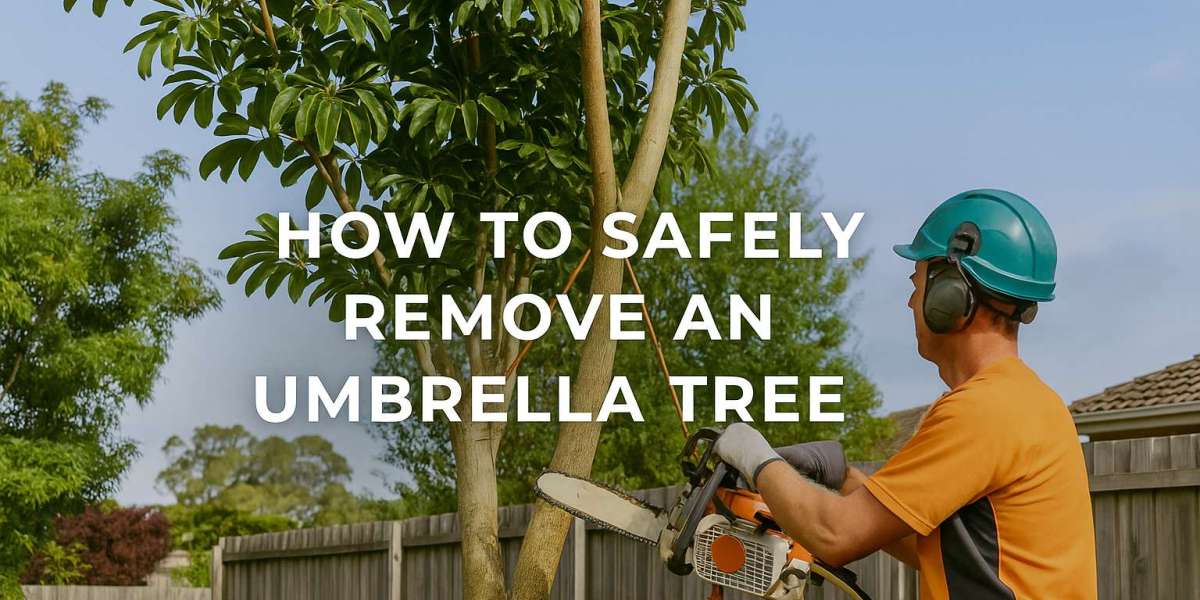 How to Safely Remove an Umbrella Tree