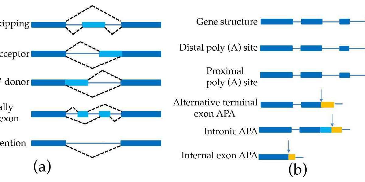 The Power of Iso-Seq in Gene Discovery and Annotation