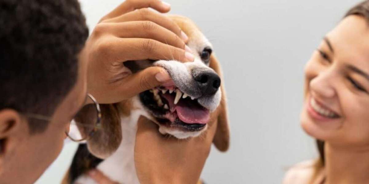 Why Pet Dental Extractions Are Essential for Your Pet’s Health and Happiness