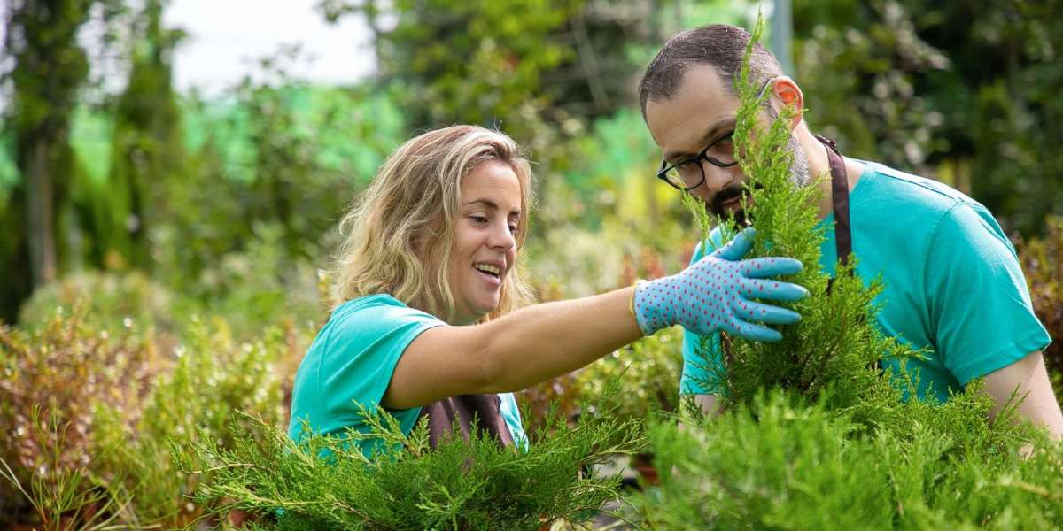 Top-Rated Tree Arborist and Expert Tree Services in Ijamsville MD