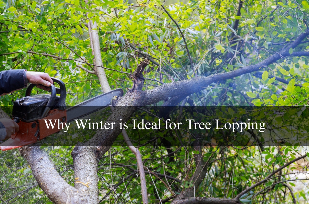 Why Winter is Ideal for Tree Lopping | LogCla.com