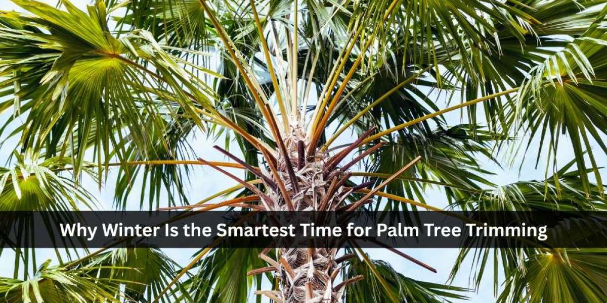 Why Winter Is the Smartest Time for Palm Tree Trimming