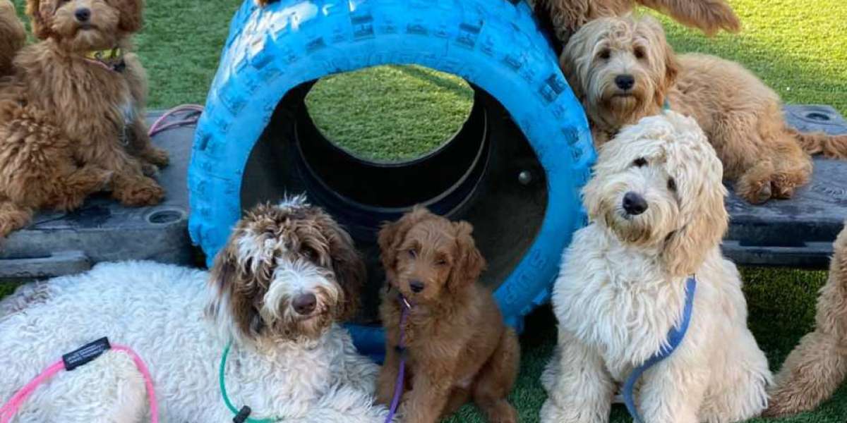 Why In-Person Dog Training Might Be the Breakthrough You and Your Dog Need