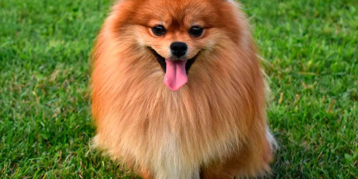 A Pomeranian Turned My Solitude into Companionship