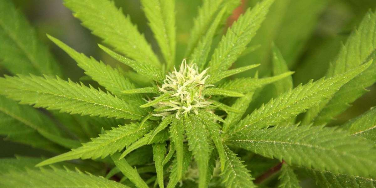 How to Safely Buy Weed Online in the UK
