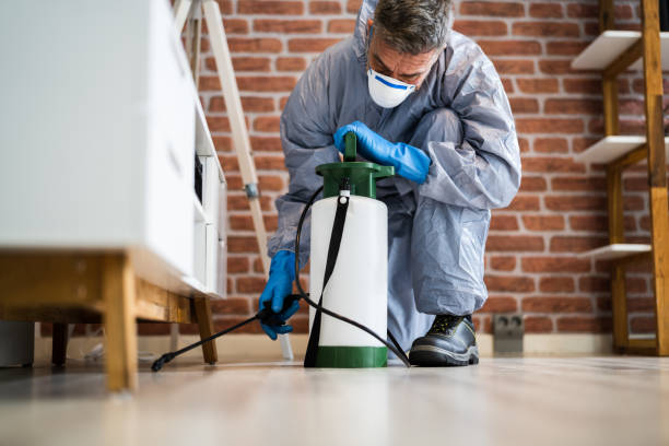 Professional Ant Control Services in Dubai: Why You Need Them