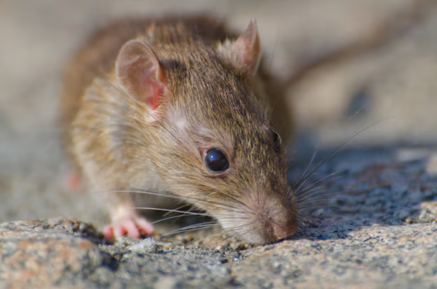 How Professional Rodent Control Services Can Save You Time and Money